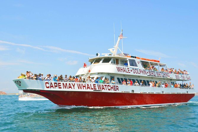 Whale and Dolphin Watching Cruise from Cape May - A Closer Look at the Experience