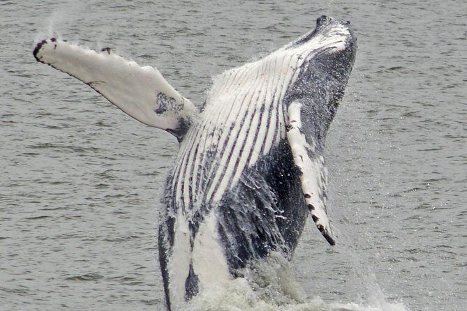 Whale and Dolphin Watching Cruise from Cape May - What the Reviews Say