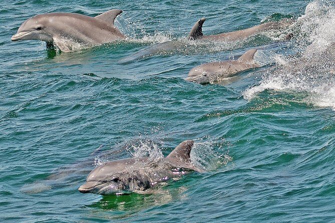 Whale and Dolphin Watching Cruise from Cape May - Who Should Consider This Tour?