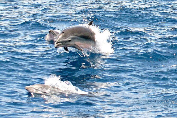 Whale and Dolphin Watching Cruise in St Lucia - FAQs