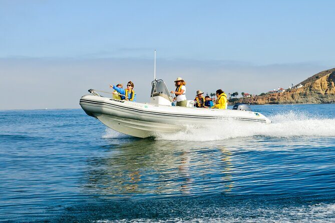 Whale and Dolphin Watching in San Diego - An In-Depth Look at the Whale and Dolphin Watching Tour
