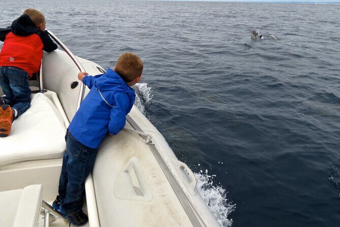 Whale and Dolphin Watching in San Diego - The Sum Up