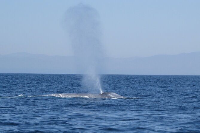 Whale and Dolphin Watching in San Diego - FAQ