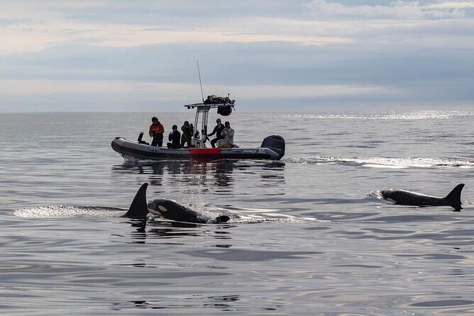 Whale and Dolphin Watching in San Diego Speedboat Tour - An In-Depth Look at the Speedboat Tour