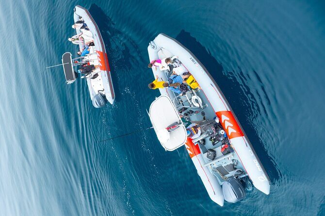 Whale and Dolphin Watching in San Diego Speedboat Tour - FAQ
