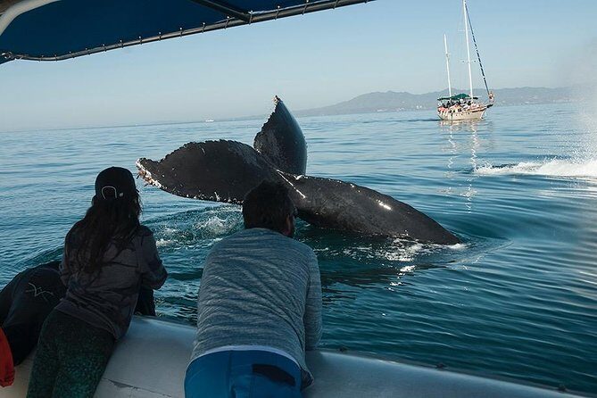 Whale and Dolphin Watching with a Biologist in Puerto Vallarta - Why This Tour Offers Great Value