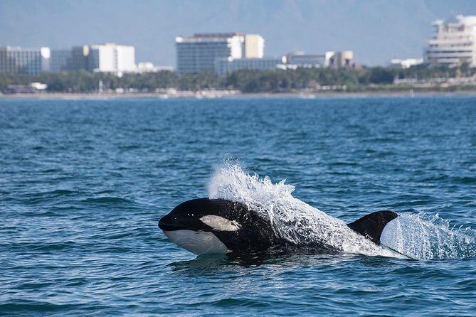 Whale and Dolphin Watching with a Biologist in Puerto Vallarta - Final Thoughts