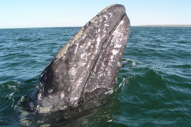 Whale and Wildlife Yacht Cruise in Santa Barbara - Key Points