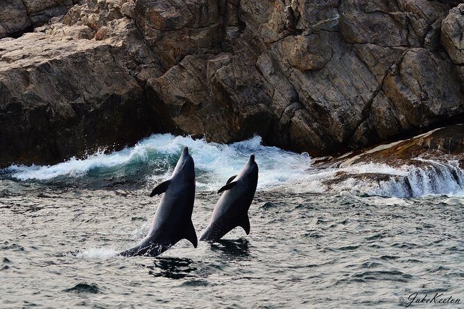 Whale, Dolphin & Penguin Island Cruise - The Itinerary in Detail: What to Expect