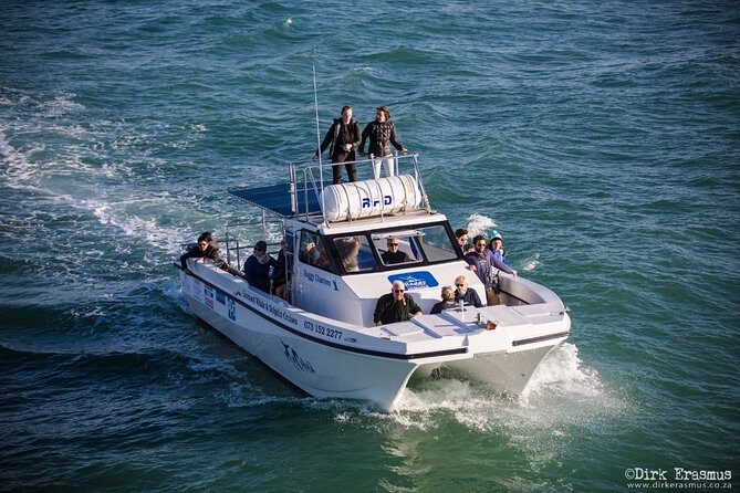 Whale, Dolphin & Penguin Island Cruise - The Experience: What Travelers Say