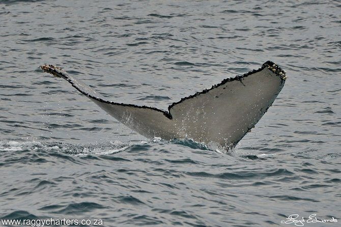 Whale, Dolphin & Penguin Island Cruise - Price and Value: Is It Worth It?