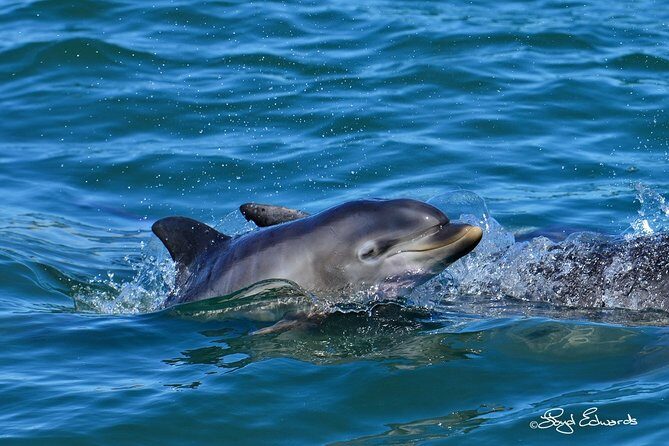 Whale, Dolphin & Penguin Island Cruise - The Sum Up: Who Will Love This Cruise?
