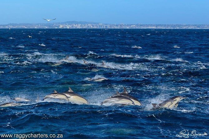 Whale, Dolphin & Penguin Island Cruise - Frequently Asked Questions