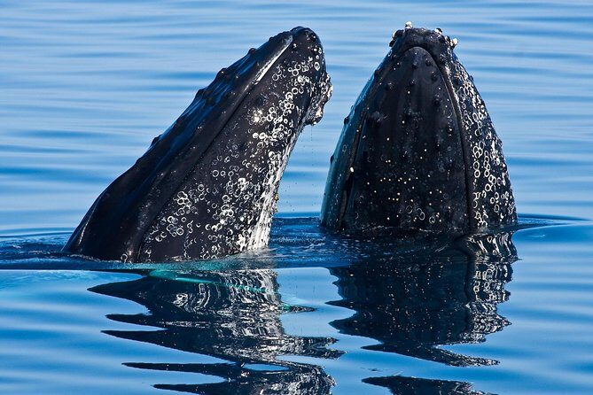 Whale & Dolphin Watching Cruise in Puerto Vallarta All Inclusive - Key Points