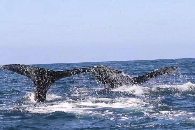 Whale & Dolphin Watching Cruise in Puerto Vallarta All Inclusive - Food and Drinks: Is It Worth It?