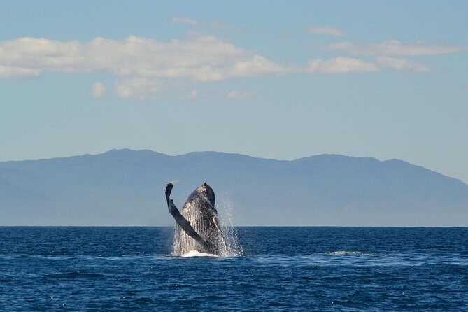 Whale & Dolphin Watching Cruise in Puerto Vallarta All Inclusive - The Pros and Cons: What Travelers Say