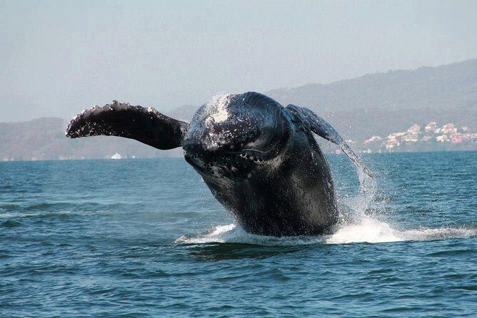 Whale & Dolphin Watching Cruise in Puerto Vallarta All Inclusive - The Experience’s Overall Feel