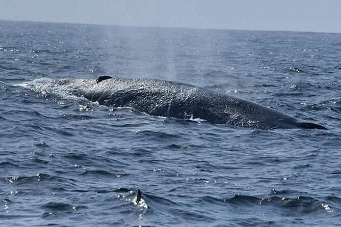 Whale & Dolphin Watching Day Tour including Handunugoda Teafactory - Authentic Experiences and Traveler Perspectives