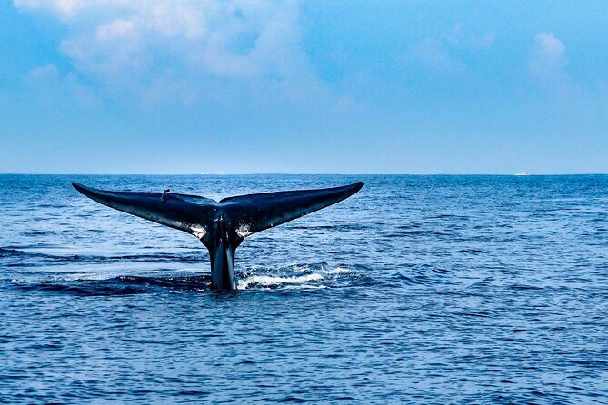 Whale & Dolphin Watching Trincomalee - Key Points