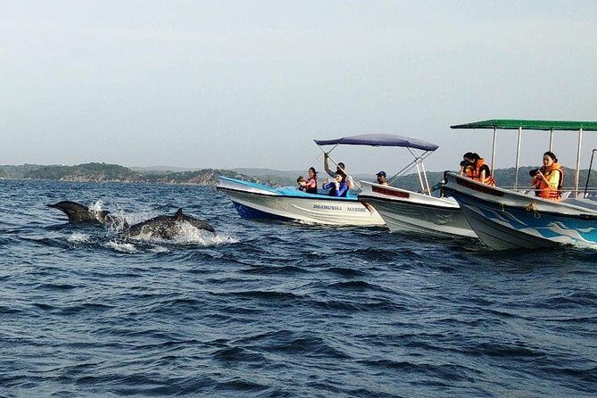 Whale & Dolphin Watching Trincomalee - What to Expect from the Itinerary
