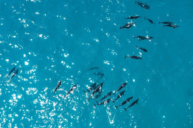 Whale & Dolphin Watching Trincomalee - The Value of a Private Tour