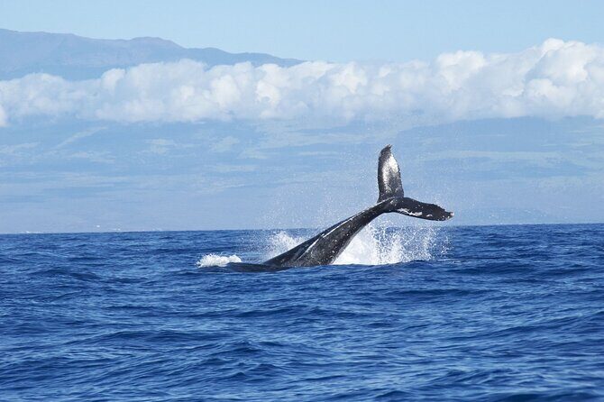 Whale & Dolphin Watching Trincomalee - The Food and Comfort