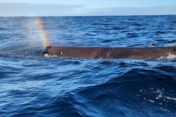 Whale Dream ltd - Whales watching and swim with dolphins - Key Points