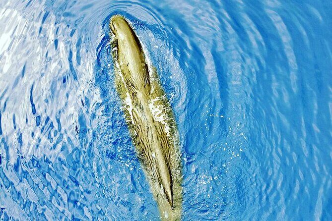 Whale Dream ltd - Whales watching and swim with dolphins - What to Expect on Your Marine Adventure