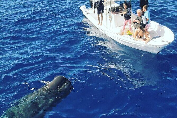 Whale Dream ltd - Whales watching and swim with dolphins - Practical Details and Logistics