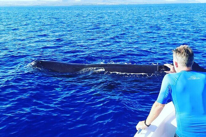 Whale Dream ltd - Whales watching and swim with dolphins - FAQ