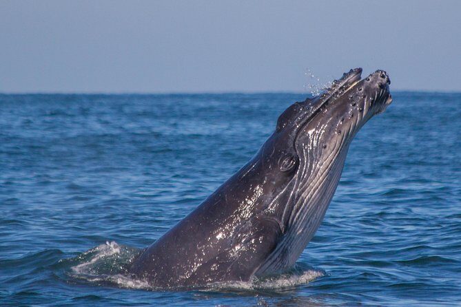 Whale Encounter Puerto Vallarta - An In-Depth Look at the Whale Encounter Puerto Vallarta Experience