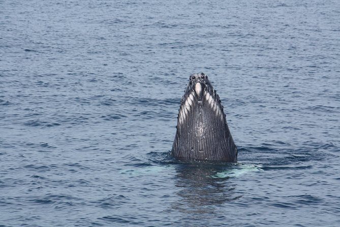 Whale Encounter Puerto Vallarta - Who Should Consider This Tour?