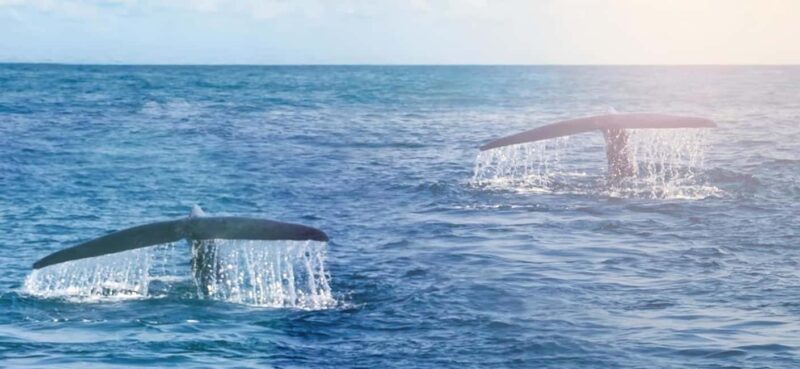Whale Route Full Day Tour - An In-Depth Look at the Whale Route Full Day Tour