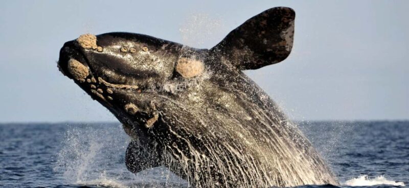 Whale Route Full Day Tour - FAQ