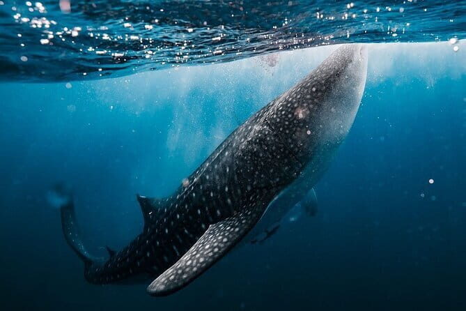 Whale Shark Adventure 2 Days 1 Night Sharing Trip - A Closer Look at the Tour Itinerary