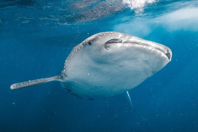 Whale Shark Adventure 2 Days 1 Night Sharing Trip - What’s Included and What’s Not