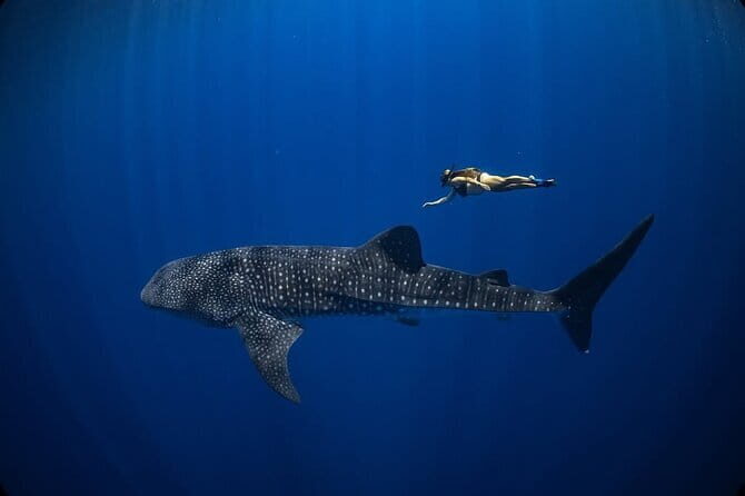 Whale Shark Adventure 2 Days 1 Night Sharing Trip - Pricing and Value