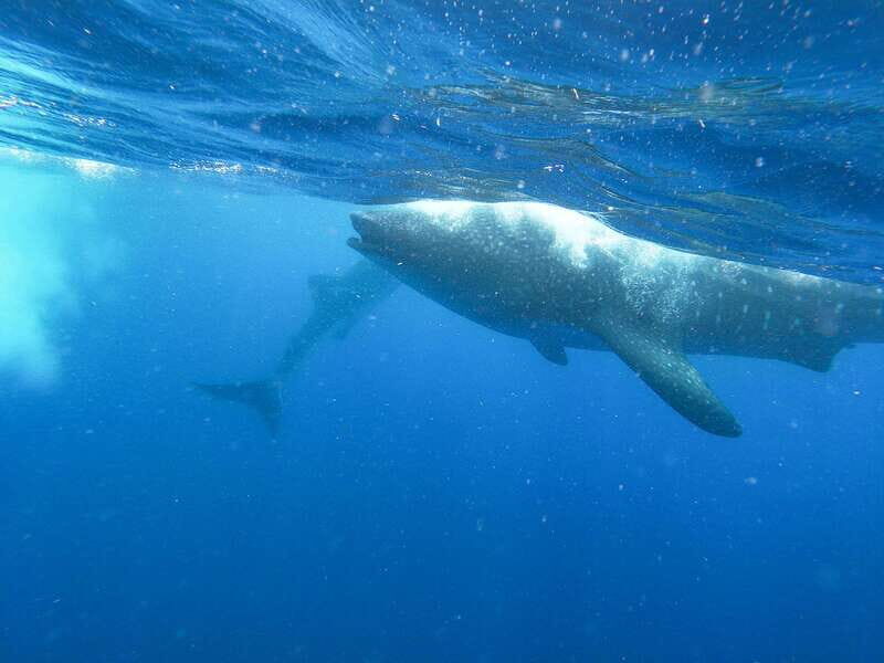Whale Shark Adventure from Isla Mujeres - Key Points