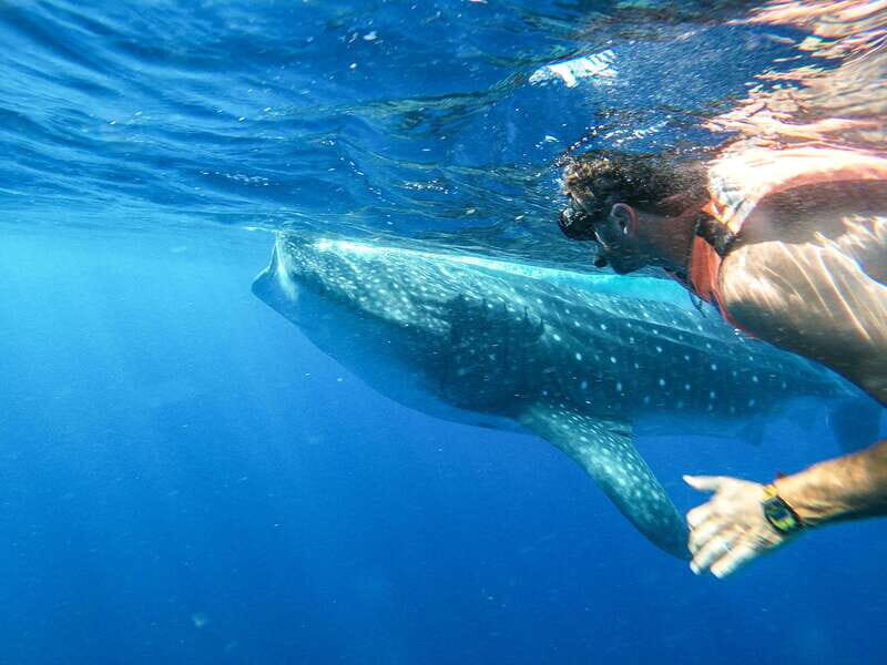 Whale Shark Adventure from Isla Mujeres - Exploring the Experience: What to Expect