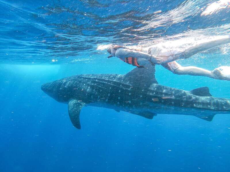 Whale Shark Adventure from Isla Mujeres - Final Thoughts: Is It Worth It?