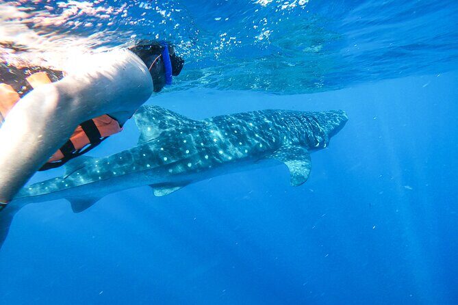 Whale Shark Adventure in Isla Mujeres and Cancun - An Authentic Encounter with Marine Giants