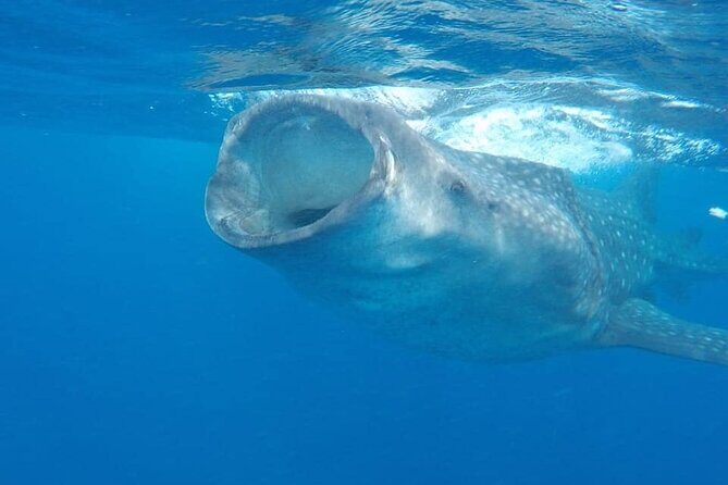 Whale Shark Adventure in Isla Mujeres and Cancun - Itinerary Breakdown