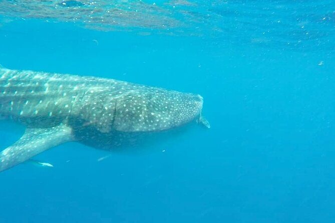 Whale Shark Adventure in Isla Mujeres and Cancun - Why This Tour Offers Great Value