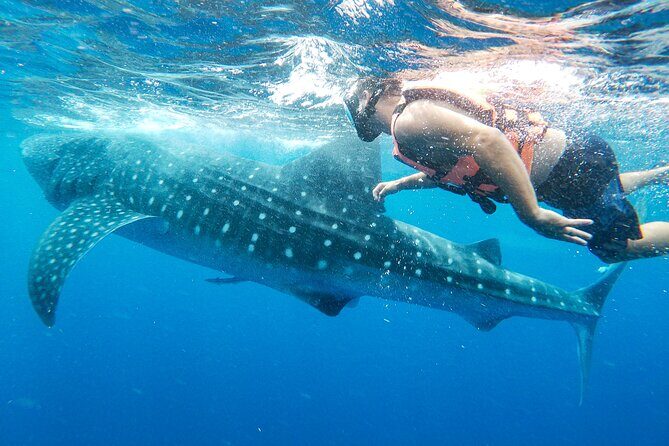 Whale Shark Adventure in Isla Mujeres and Cancun - Who Should Consider This Tour?