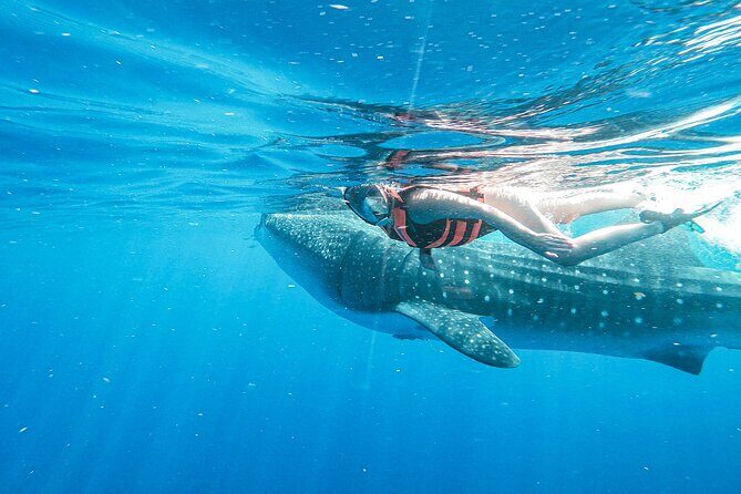 Whale Shark Adventure in Isla Mujeres and Cancun - FAQ
