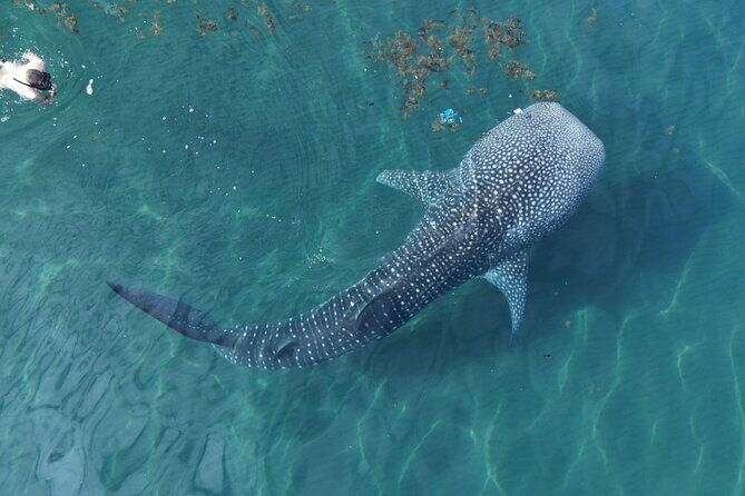 Whale Shark Adventure with a Marine Biologist - Key Points