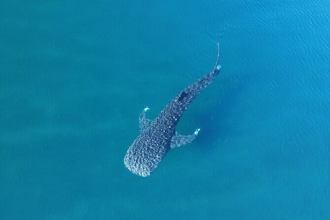Whale Shark Adventure with a Marine Biologist - What to Expect From the Tour