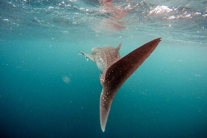 Whale Shark Adventure with a Marine Biologist - Real Experiences and Expert Insights
