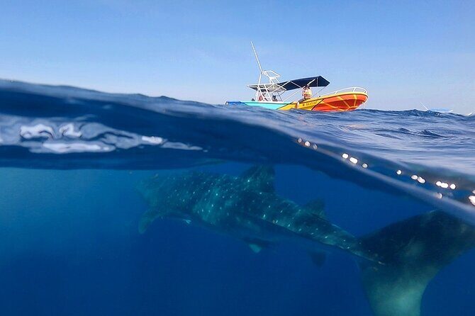 Whale Shark and Snorkeling Adventure from Isla Holbox - What to Expect on the Tour
