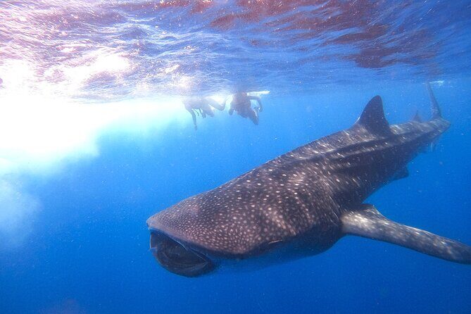 Whale Shark and Snorkeling Adventure from Isla Holbox - Final Thoughts